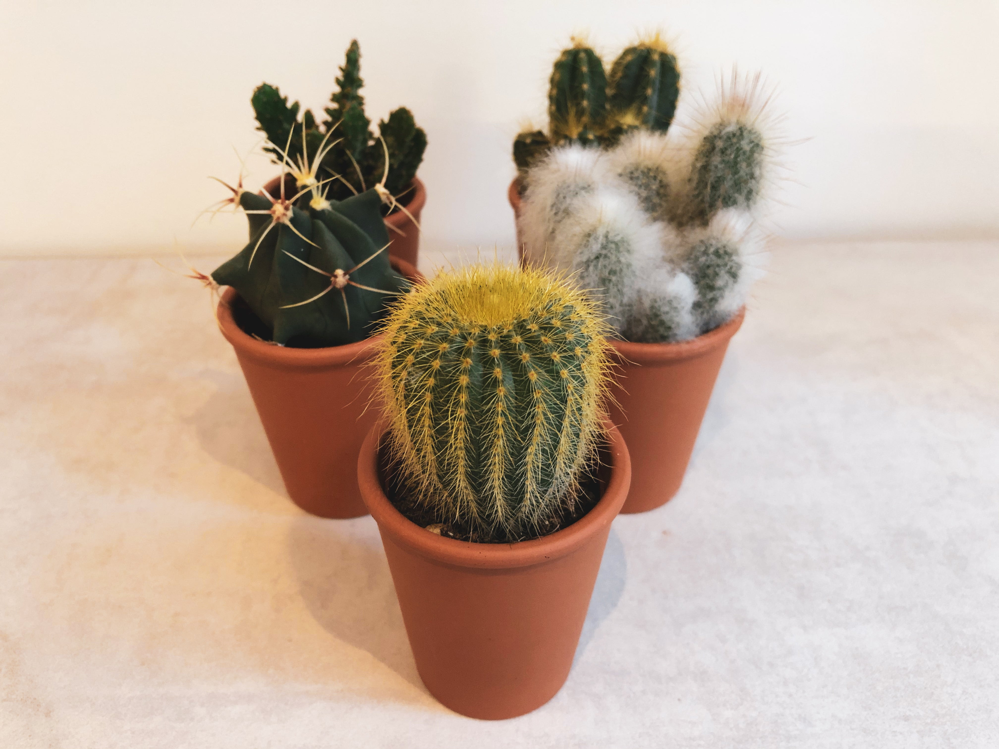 Aline, fleuriste sur le marché de clichy nous donne des conseils pour entretenir un cactus : Enguerrand Doret Comment S Occuper De Son Cactus D Interieur