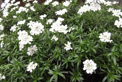 ぜいたくイベリア 花 最高の花の画像