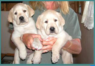Schau dir angebote von puppy labs auf ebay an. Breeders Of Labrador Retrievers In Mt Airy Maryland