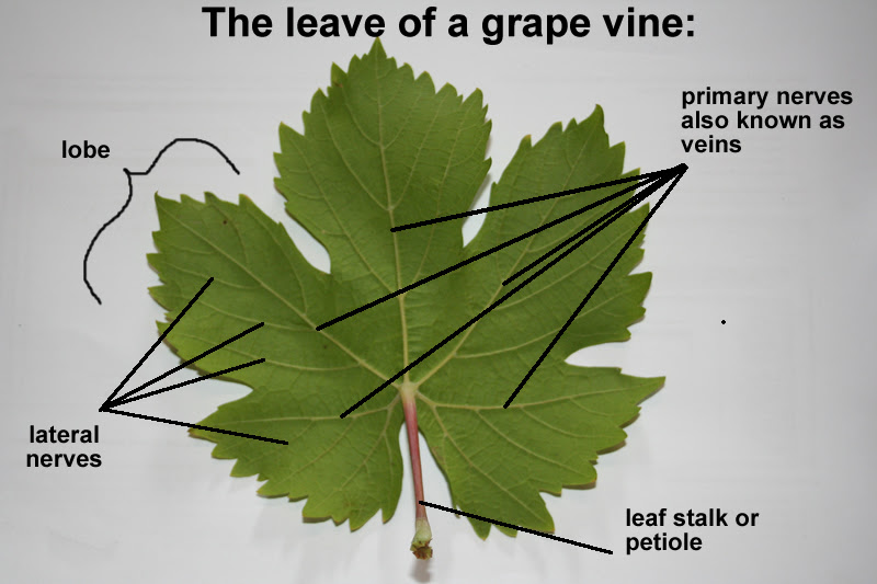 The edges of the leaves have a jagged, toothed. Magnesium Mg Needed For Growing Excellent Grapes Free Grape Growing Tips And Help To Grow Your Own Grapes