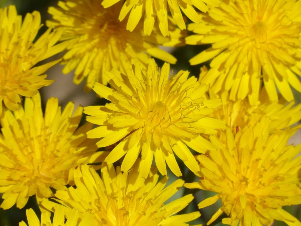 これまでで最高のお 別れ 花 言葉 美しい花の画像