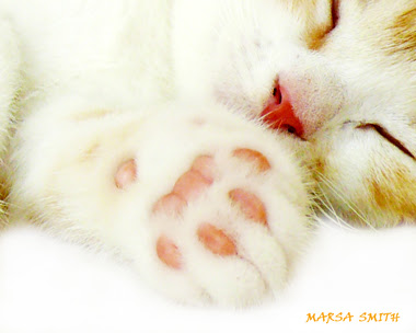 最高のマンチカン 子猫 壁紙 最高の花の画像