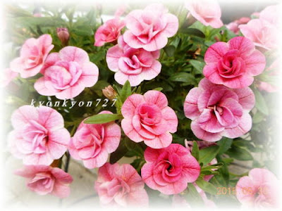 25 ++ 花 可愛い 画像 174936-可愛い 花 画像 無料