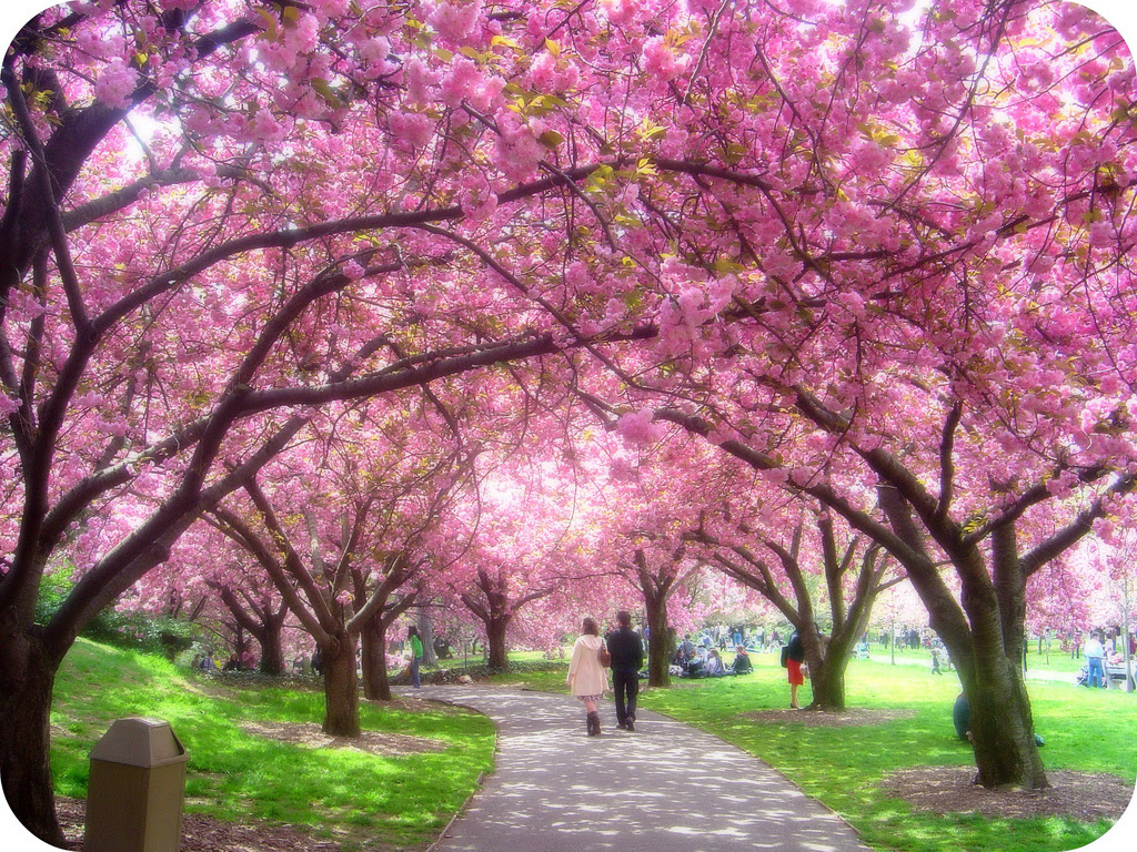 Wallpaper Pemandangan Bunga Sakura Kampung Wallpaper