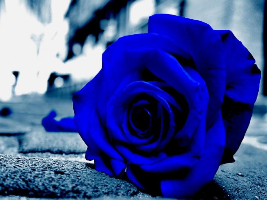 Gambar Wallpaper Bunga Mawar Biru A1 Wallpaperz For You Gambar Wallpaper Bunga Mawar Biru A1 Wallpaperz For You