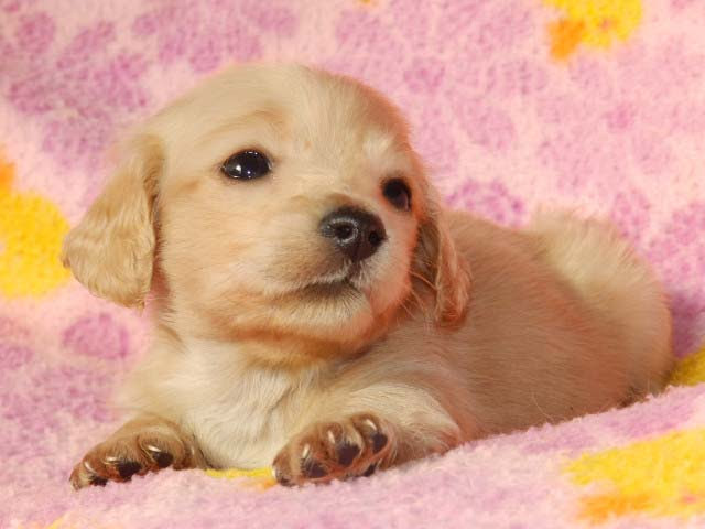 無料ダウンロード子犬 かわいい ミニチュア ダックス フンド 無料イラスト集
