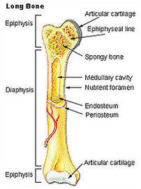 There also are bands of fibrous connective tissue—the ligaments and the tendons—in intimate relationship with the parts of the skeleton. Long Bone Image Labeling Label The Parts Of A Long Bone Long Bones Have A Thick Outside Layer Of Compact Bone And An Inner Medullary Cavity Containing Bone Marrow