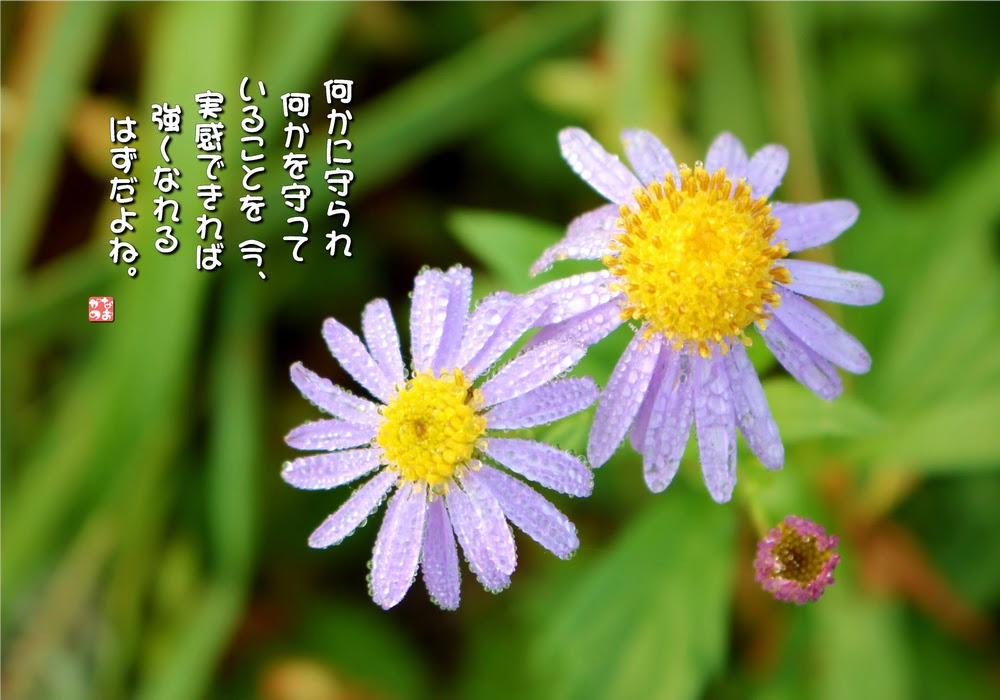 すべての美しい花の画像 75 長生き 花 言葉