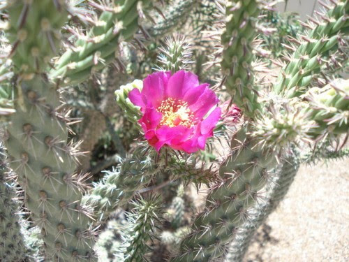 The beautiful orange or pink flowers of cholla cactus are most visible in the late afternoon of the hotter months (may to july) at cave during the day, its flowers remain closed. Cholla Cactus Arms Pencil 2 Live Plants Arizona Cactus Succulent Plants Home Garden