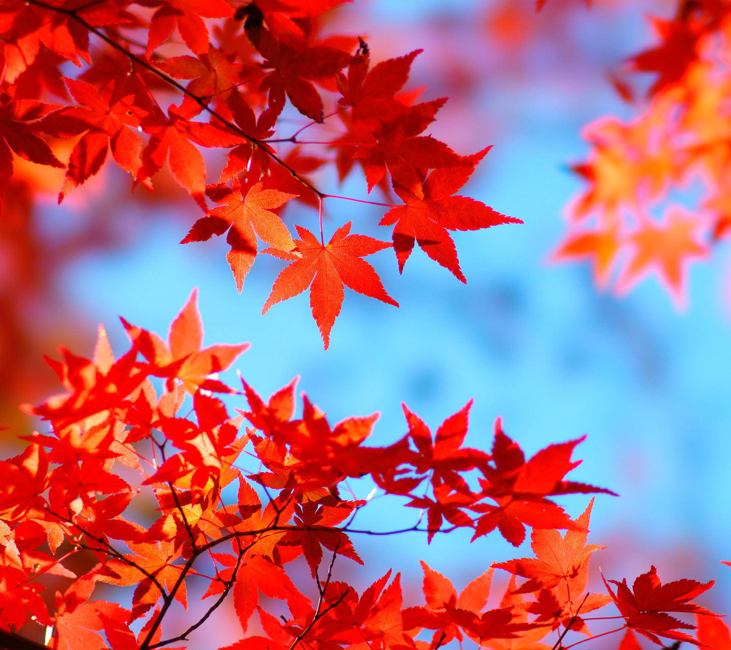 50 もみじ 壁紙 最高の花の画像