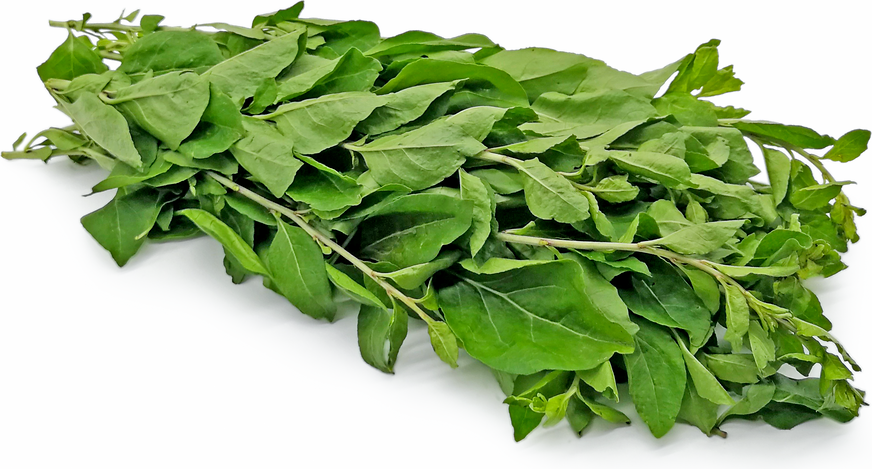 Saya menyukai buah goji bery sejak 20 tahun terakhir. Wolfberry Leaves Information And Facts