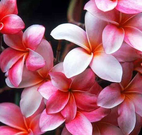 19+ Contoh Gambar Bunga Kamboja Jepang - Gambar Bunga HD