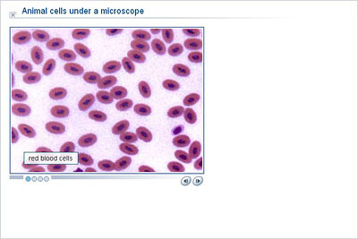Check spelling or type a new query. Science Upper Primary Ydp Slideshow Animal Cells Under A Microscope