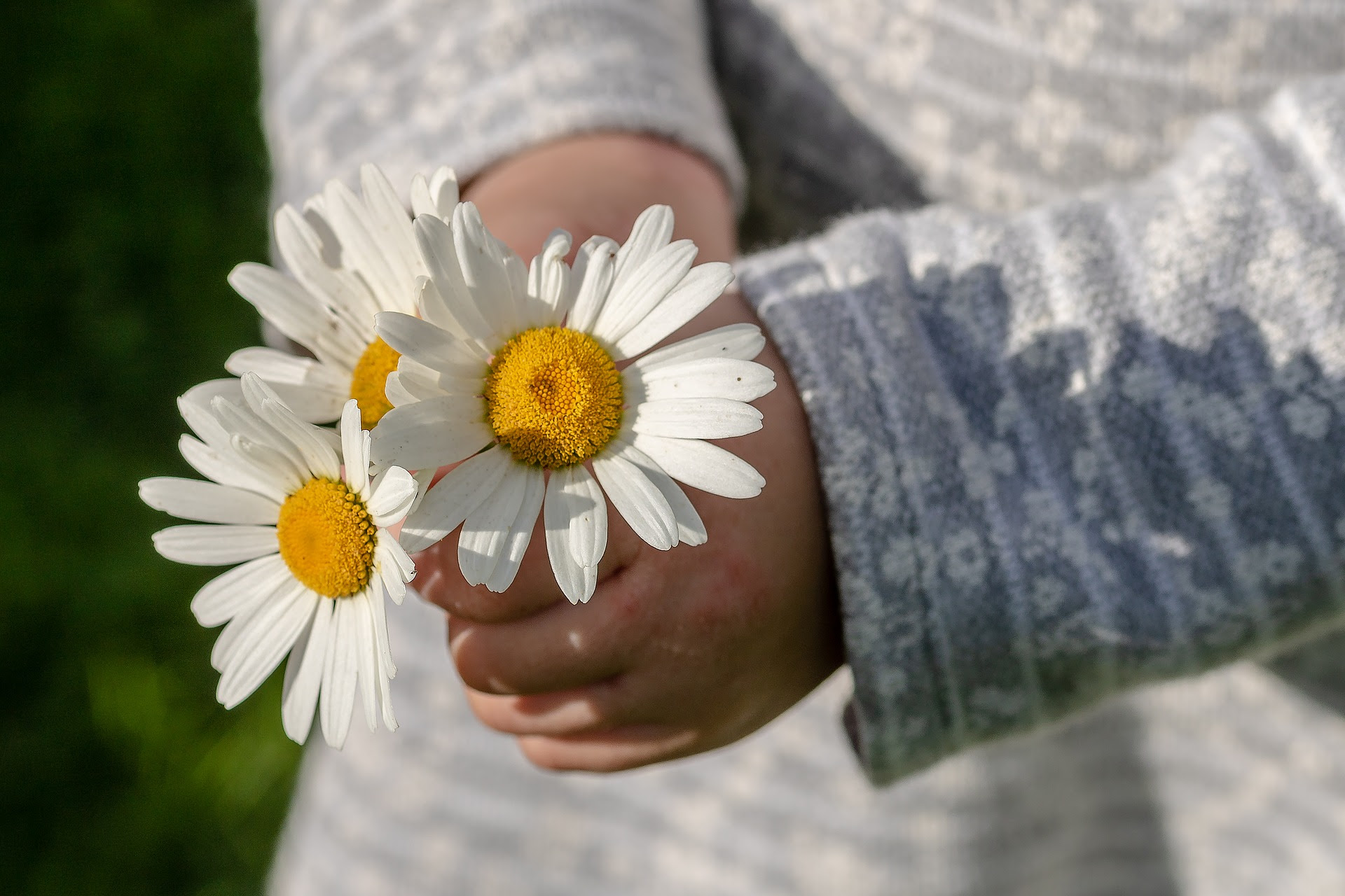 Child hands holding daisies