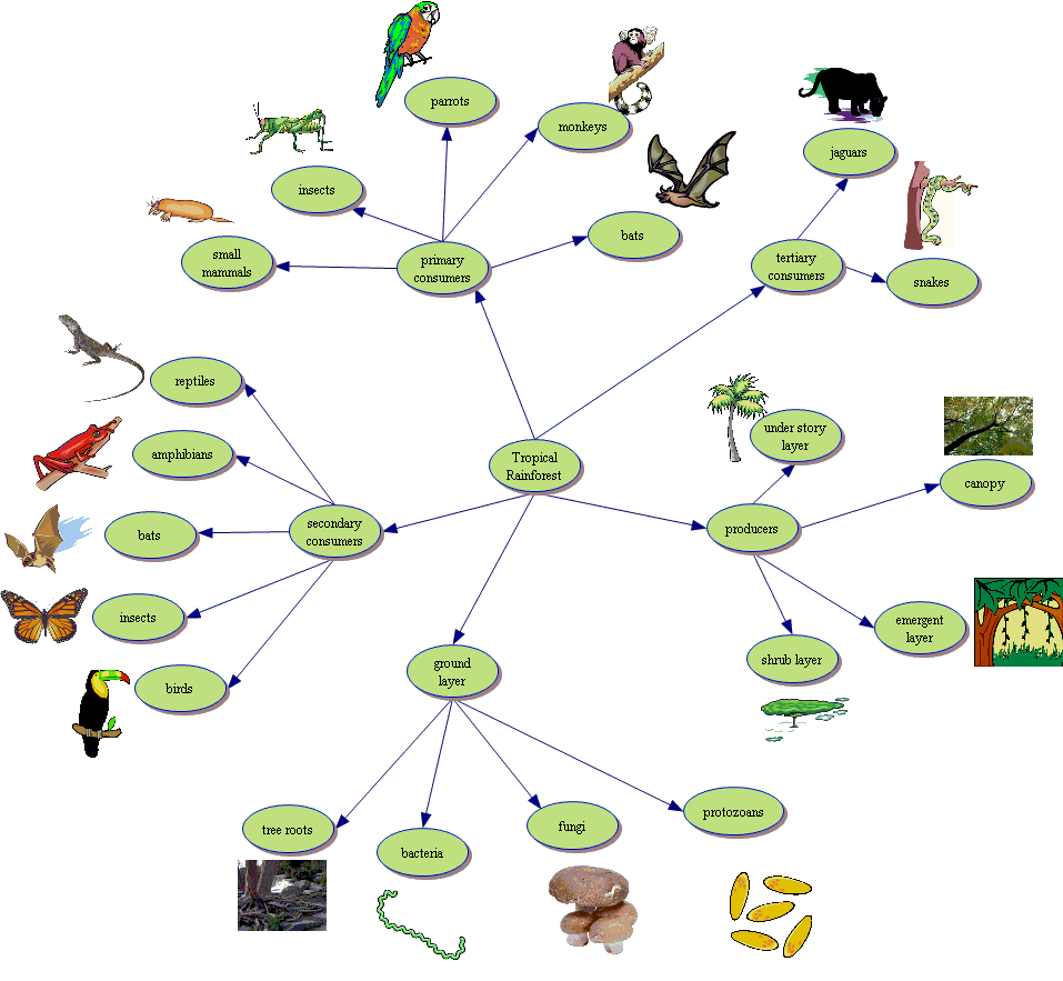 Jaguar Food Web Diagram