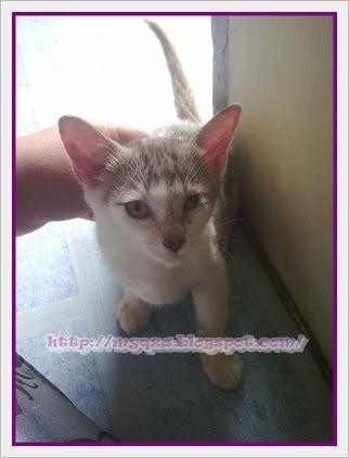 MiSi menGorEk TeLinGa KucinG JiraN TeLah BerJayA. TuJuh 