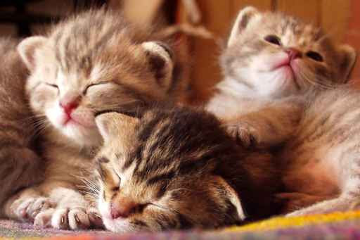 Carte Anniversaire Chat Gratuite Joyats