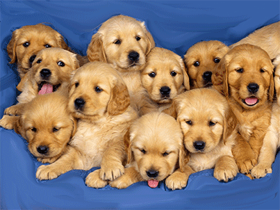 More stories for a litter of puppies » Pick The Right Puppy Out Of The Litter