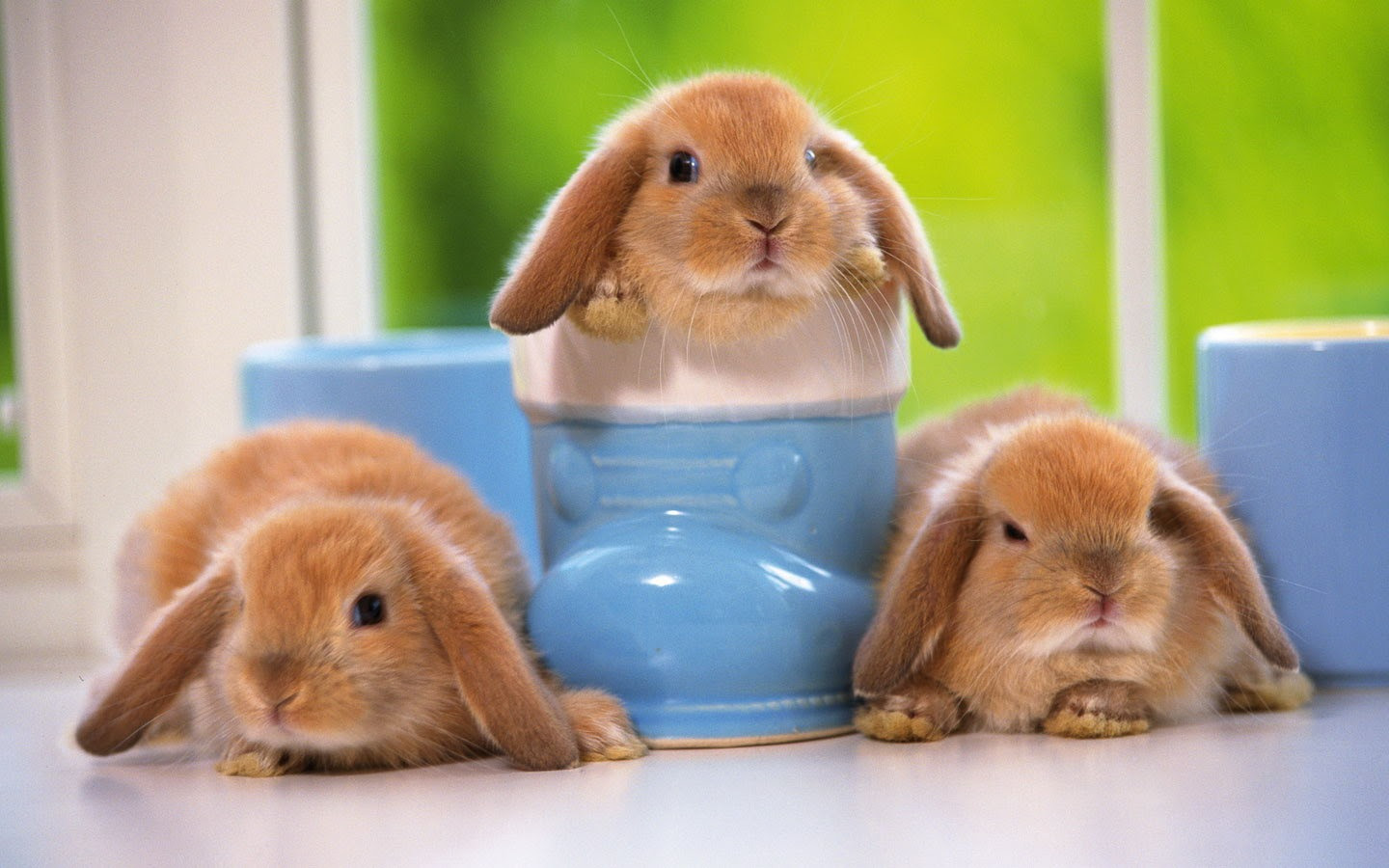 新着うさぎ 画像 可愛い 壁紙 最高の動物画像