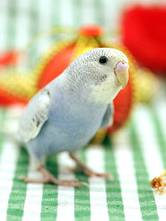 最も人気のある インコ 壁紙 スマホ