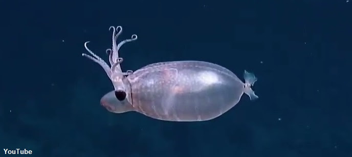 Piglet Squid