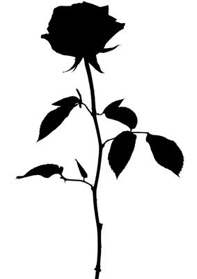 動物画像のすべて エレガント白黒 モノクロ 薔薇 イラスト
