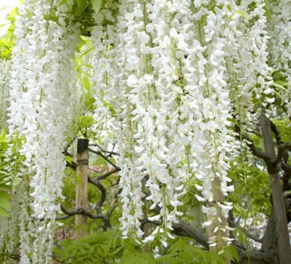 Questi non sono fiori, quindi il colore è presente tutto l'anno. 12 Rampicanti Estive Giardinaggio Fiori Animali E Centinaia Di Articoli Passo Passo