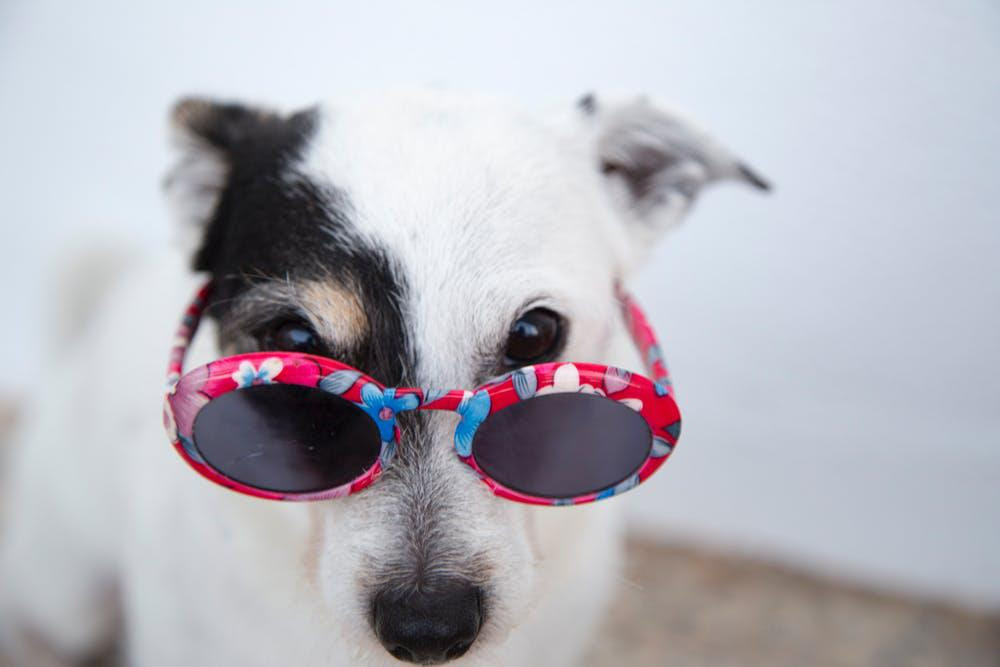 We did not find results for: 4 Paws Pet Resort Activity Center 825 Munshaw Ln Crystal Lake Il Pet Training Mapquest