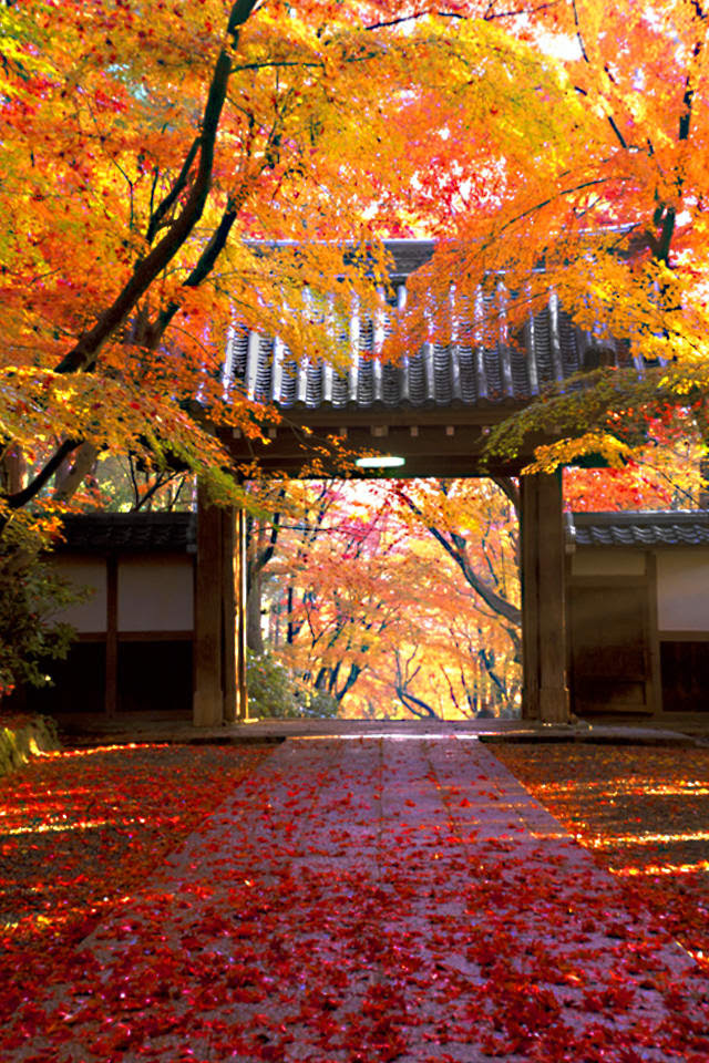 50 スマホ 壁紙 秋 最高の花の画像