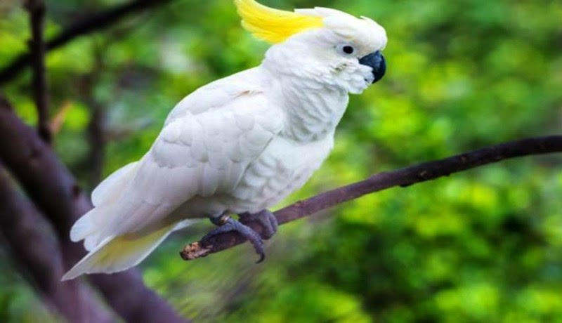 Gambar Burung Kakak Tua Hitam Putih Tempat Berbagi Gambar