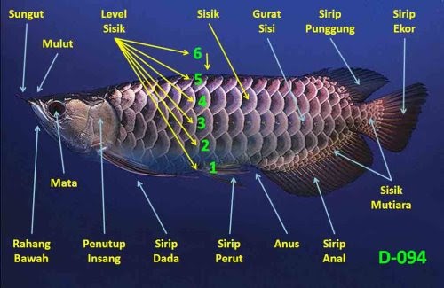 Ciri Ciri Ikan  Arwana Informasi IKan  Ternak