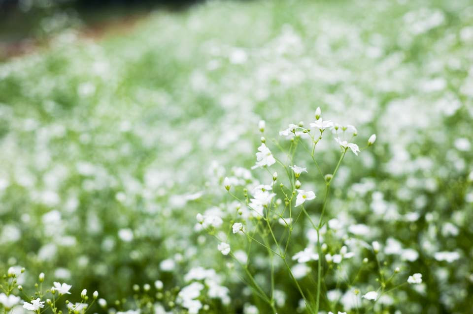 トップ100 待ち受け かすみ 草 壁紙 花の画像
