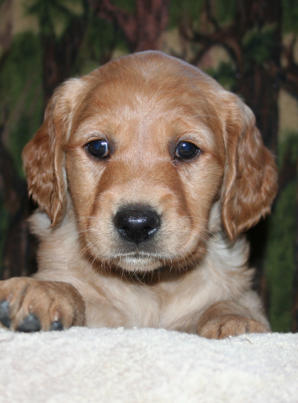 Search local classified ads at classifiedadslocal.com! Thunderstruck Retrievers Golden Retriever Puppies In Minnesota Golden Retriever Breeders Litters Thunderstruck Retrievers