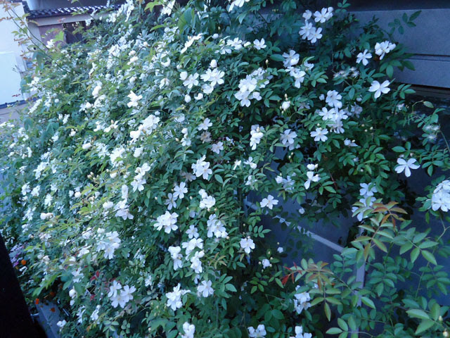 上モッコウバラ 白 一重 最高の花の画像