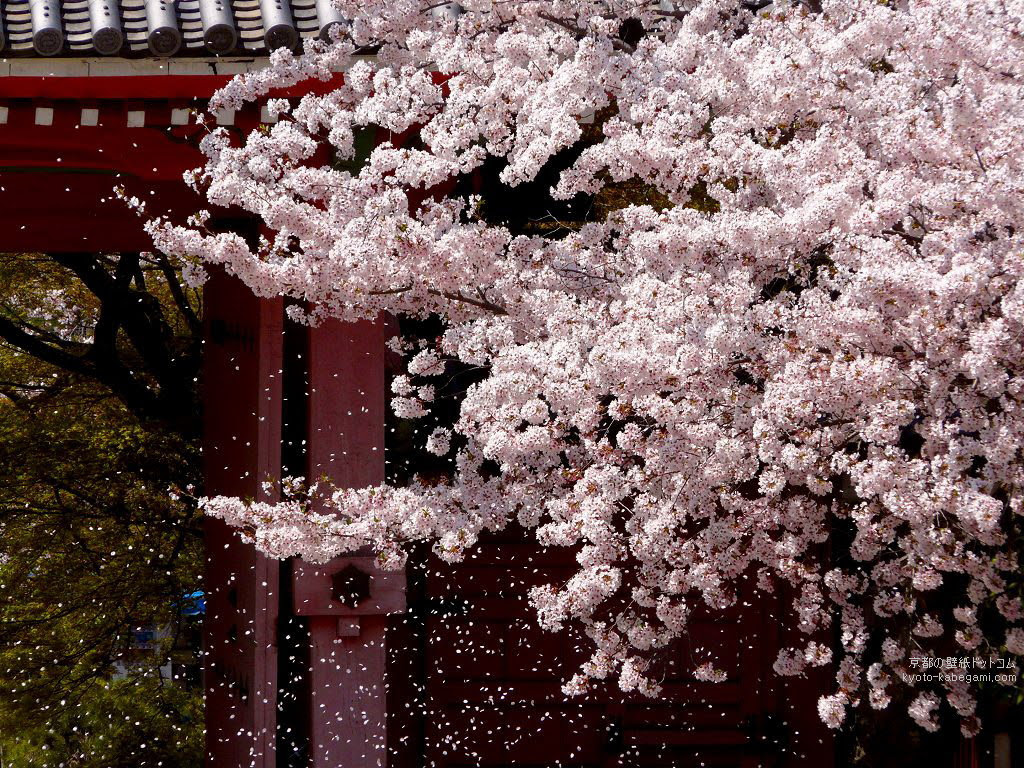 Hd限定桜 壁紙 京都 最高の壁紙コレクション