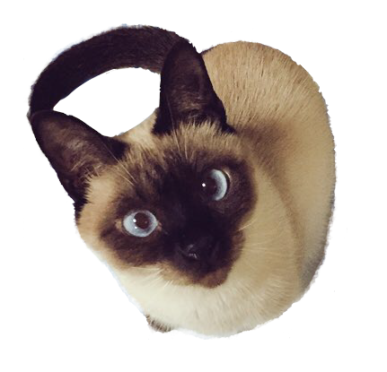 トップレート シャム 猫 グッズ 100 で最高の画像