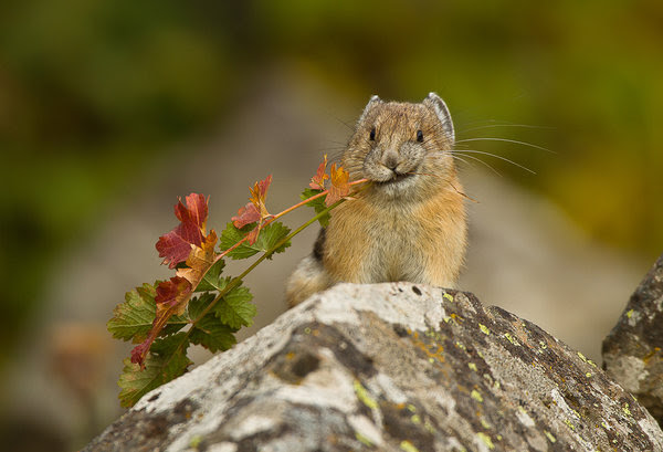 Pikas spend their summers stockpiling grass and wildflowers for the winter.