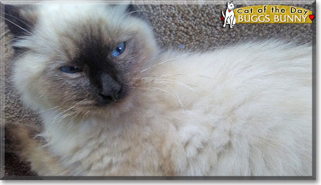 The talking cat answers with her funny voice and reacts to what you say or your touch. Buggs Bunny Siamese Mix March 04 2017