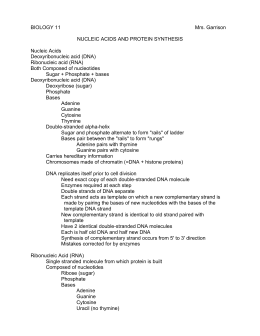 31 Nucleic Acids And Protein Synthesis Worksheet Answers - Worksheet Database Source 2020