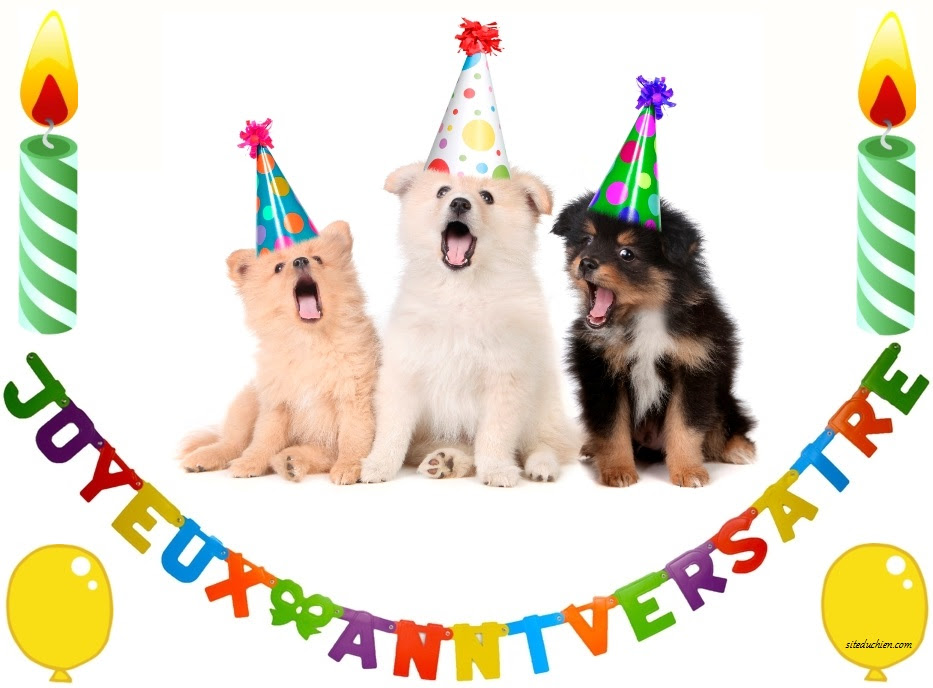 Ianpittman Carte Anniversaire Humoristique Chien