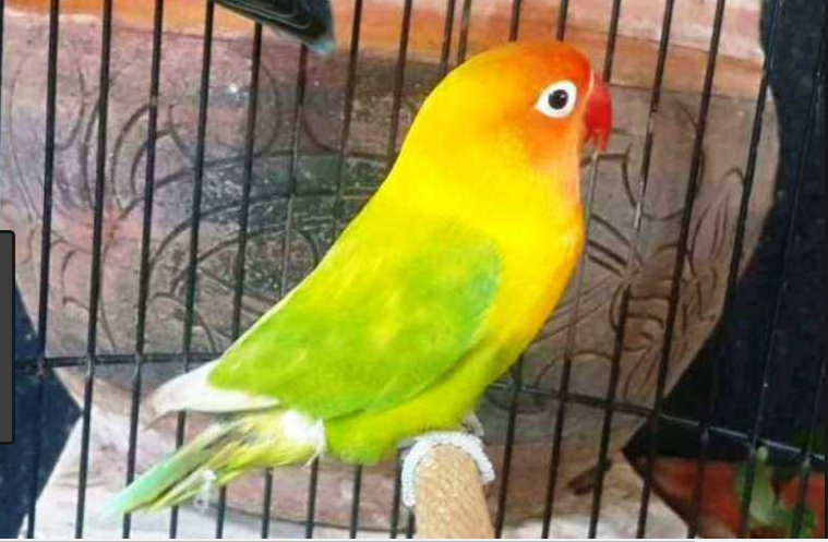 Gaya Terbaru 50+ Jenis Warna Lovebird Pasjo