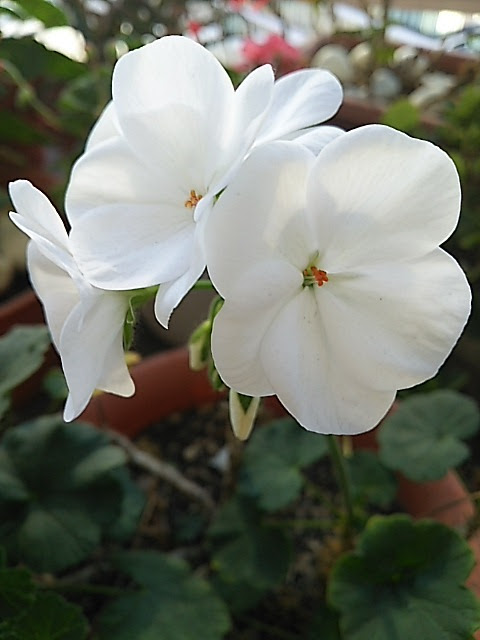 最高白い ゼラニウム 最高の花の画像