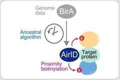 Researchers design novel enzyme to study the interactions between proteins