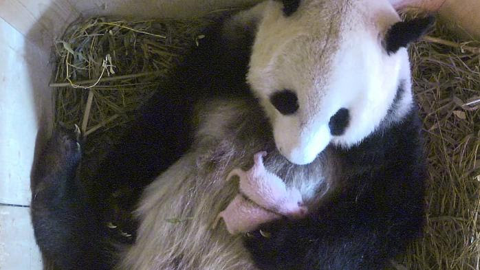 VIDEO. Au zoo de Vienne, une femelle panda câline ses deux petits