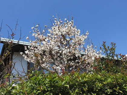 すべての美しい花の画像 これまでで最高の白い花 木 4月