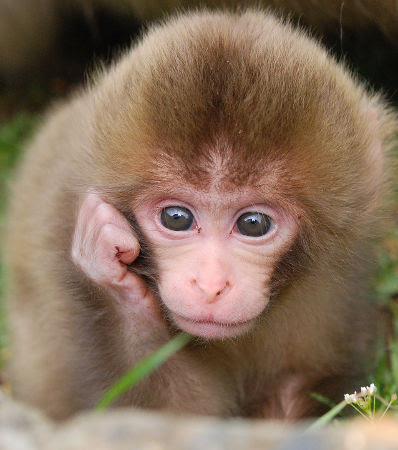 ユニーク猿 可愛い 画像 すべてかわいい動物