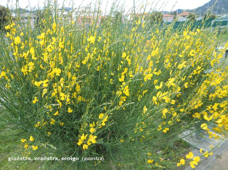 Dizionario Genovese Agricolo Contadino Botanica
