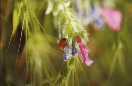 Полезные насекомые - разумный подход к уходу за садом