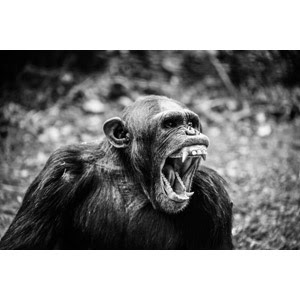 すべての動物の画像 最高かつ最も包括的な猿 イラスト リアル