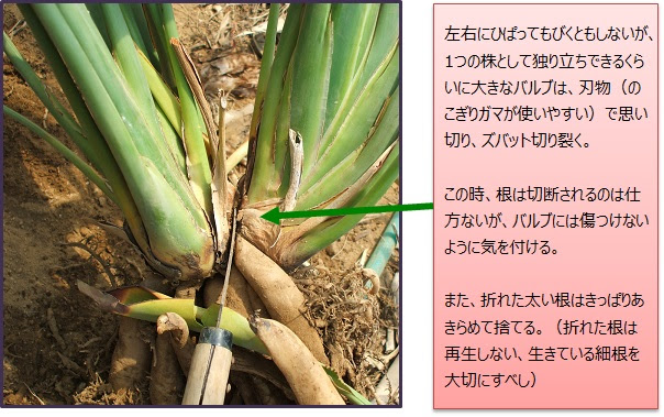 すべての美しい花の画像 これまでで最高のストレリチア レギネ 育て方